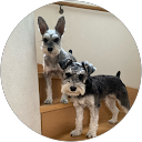 Mikarun *** profile picture